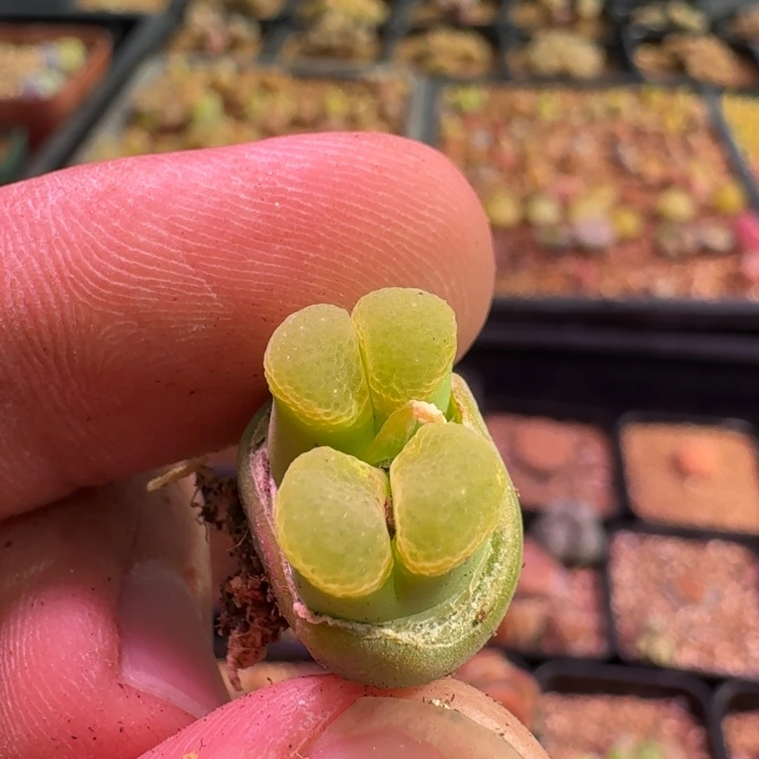 西*露 云缦精品番杏17.34