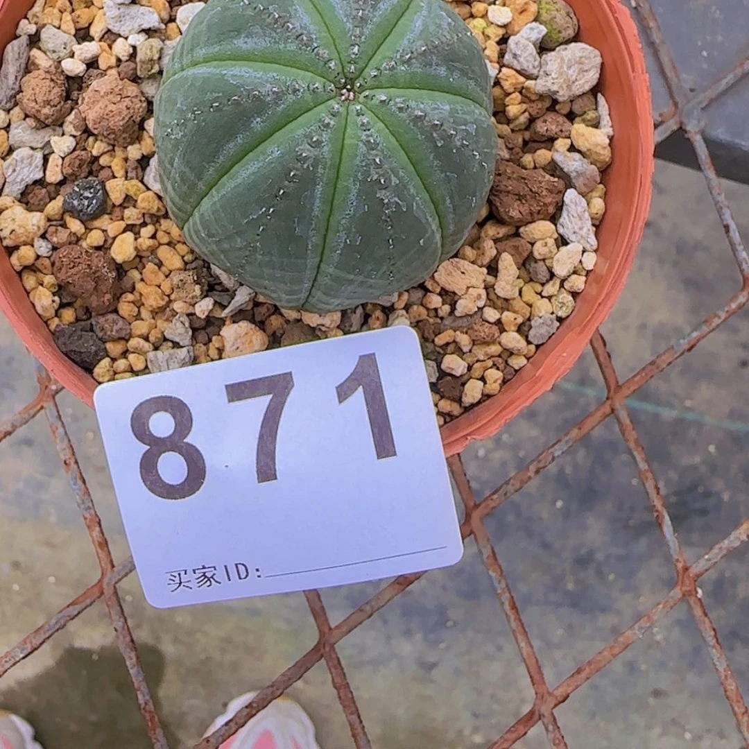 【闪购商品】做**己块根植物