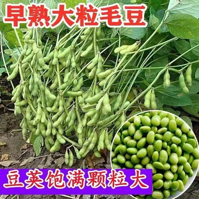 菜毛豆种籽早熟大荚子毛豆种籽高产四季青黄豆鲜食菜豆春季蔬菜种