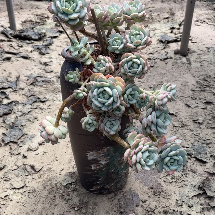 【闪购商品】用****0香草