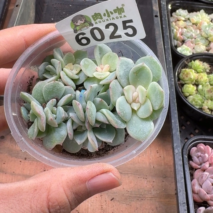 多肉植物多肉植物