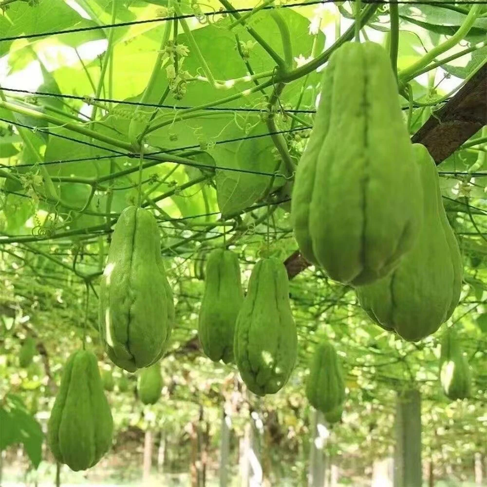 新鲜采摘佛手瓜洋丝瓜