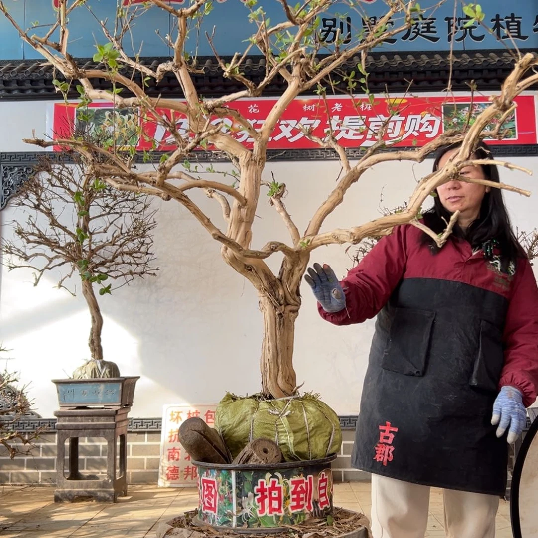 L***哥无花朵金银花6669936999999