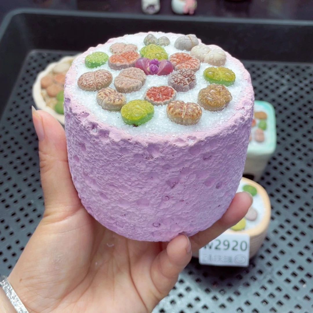 w2921 带盆土发货一物一拍