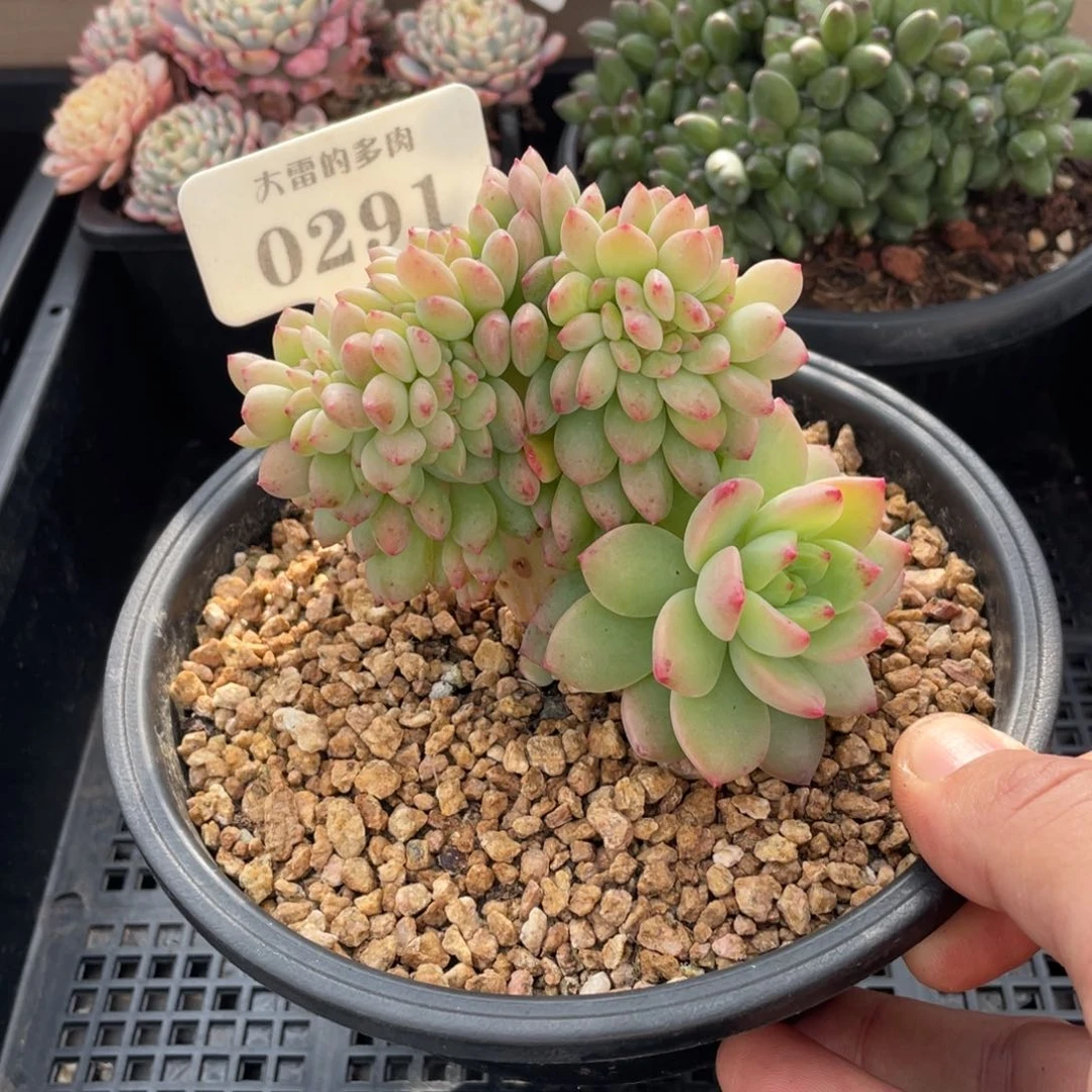 0291不认识不带盆10厘米