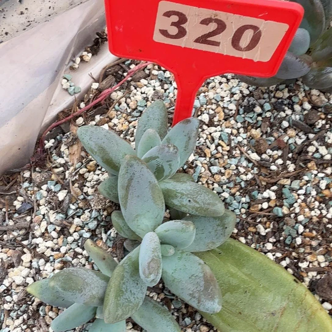 企鹅多肉植物320