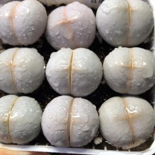 0485，如图一物一拍高尔夫