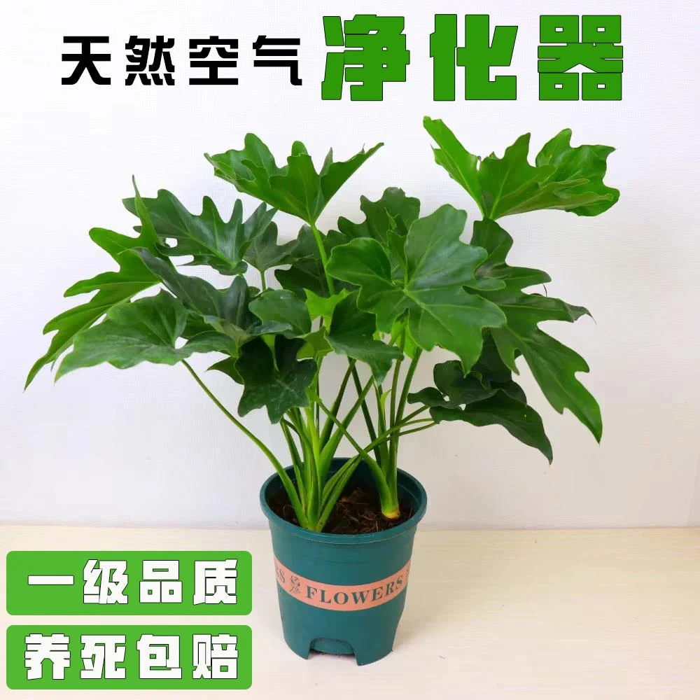 春羽绿植盆栽水培植物龙鳞老桩苗办公室内净化空气吸甲醛土培花卉
