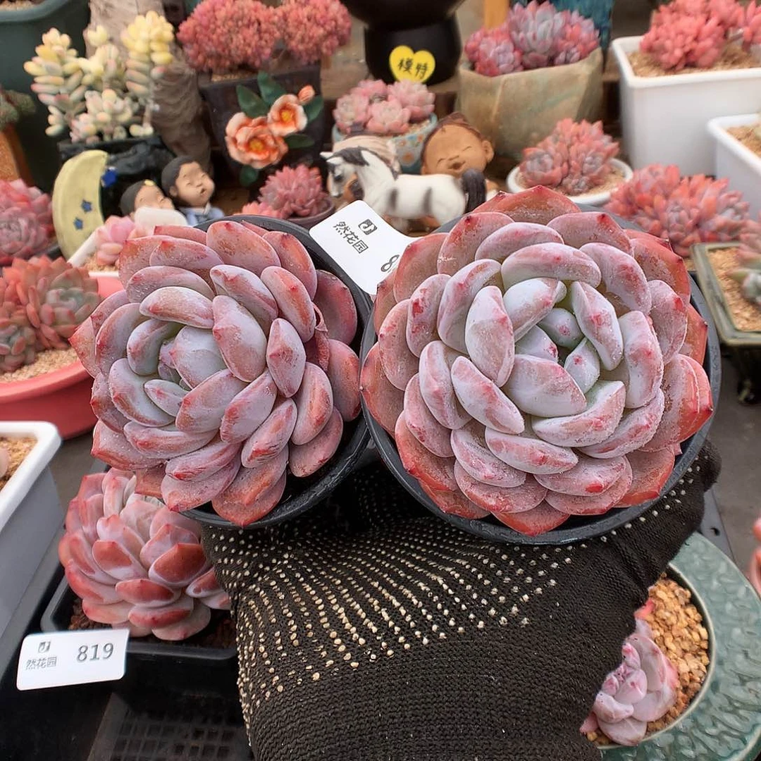 821星影2颗多肉植物666