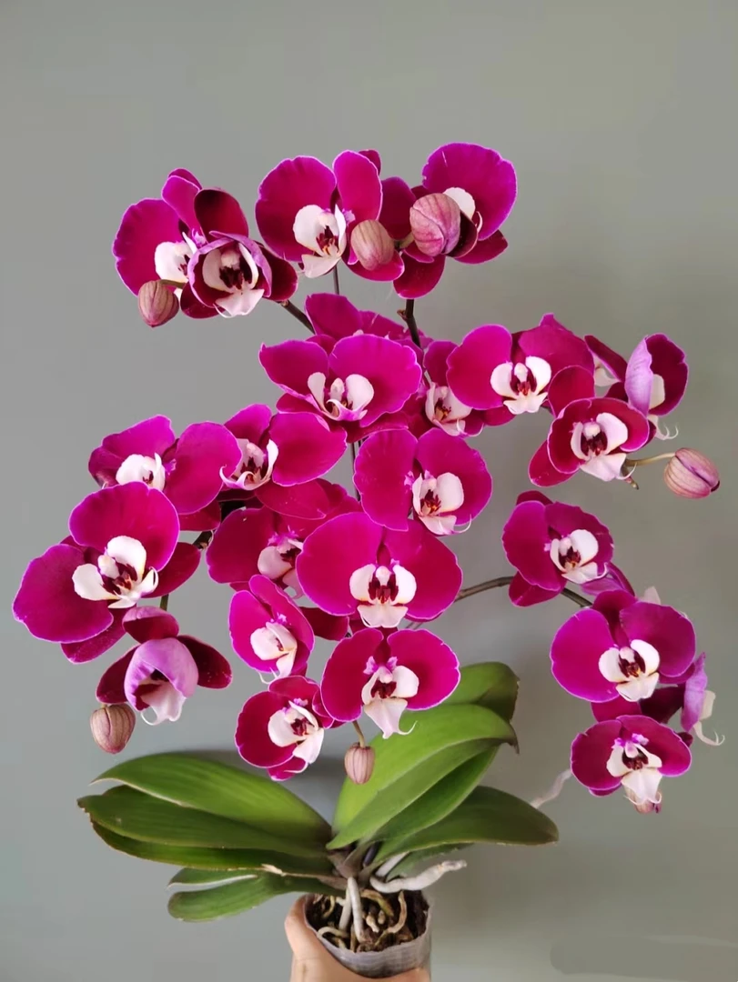 【瑕疵苗 两棵装】米歇尔胡蝶兰花苗不带花剑3.0寸加高杯