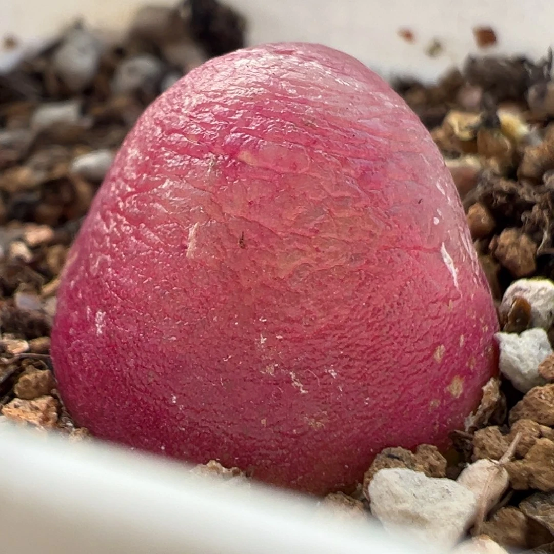 20多肉植物百科知识