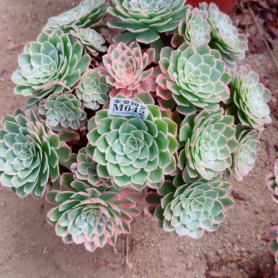 孔雀翎发师642冠幅35