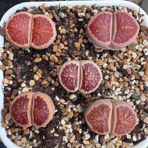 美菊三年半 生石花多肉一物一拍脱土修根