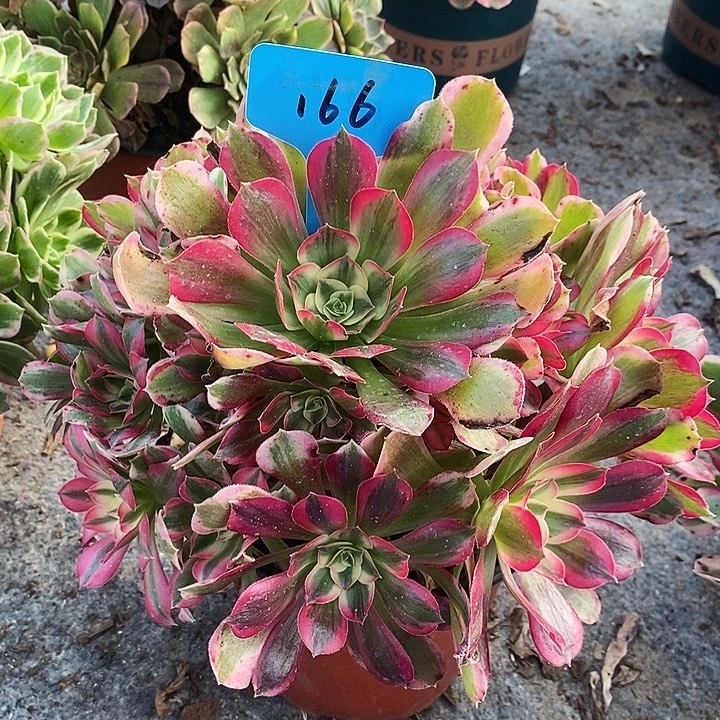 166 一颗男神法师多肉