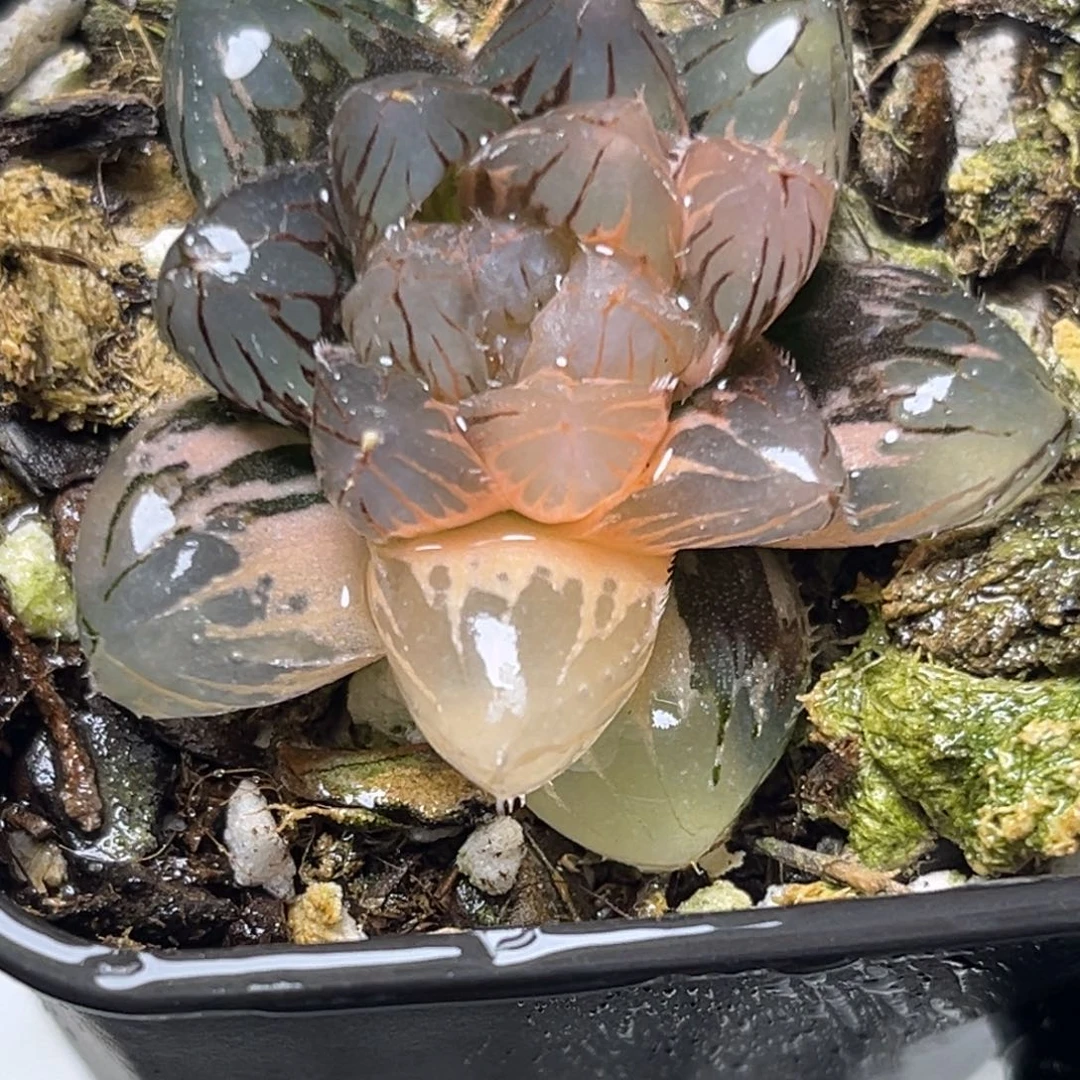 十二卷多肉植物69霓虹灯