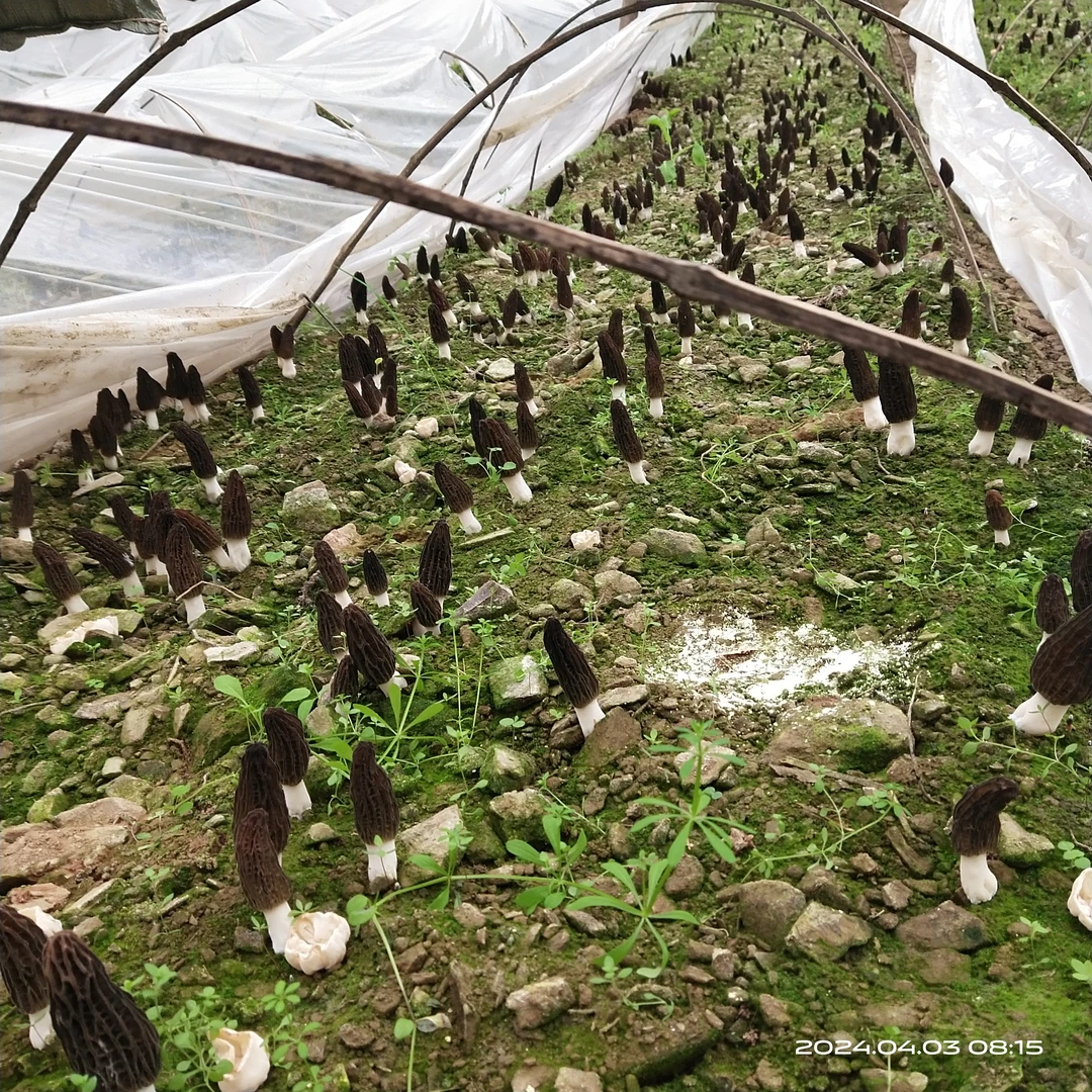 特价-原生态羊肚菌干货农家自产销  包邮