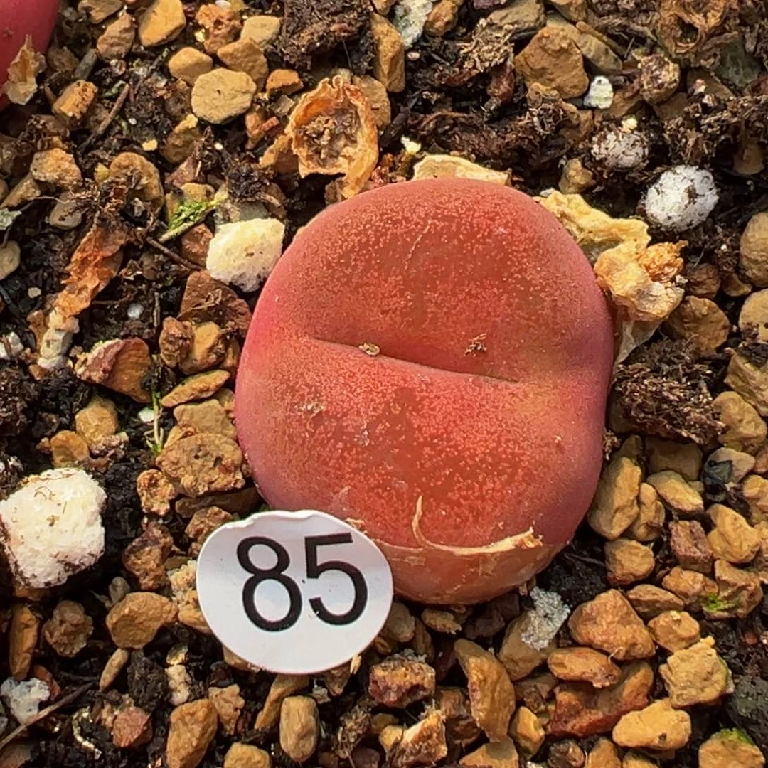 多肉植物11111111111111111