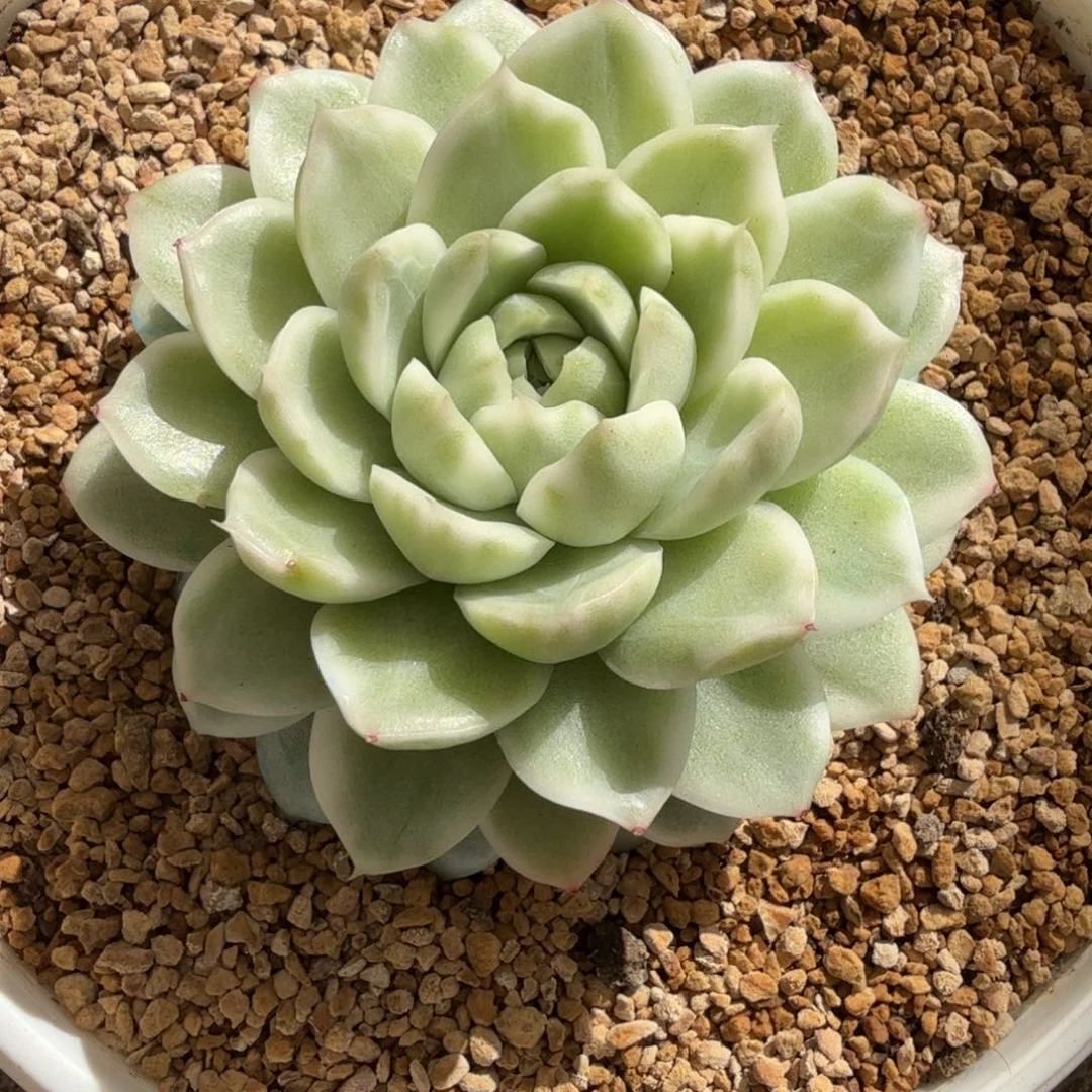 超白麦秆 安吉园艺