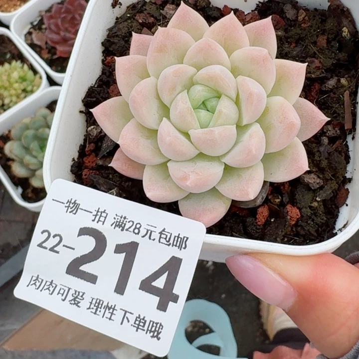 奶油美人无盆土发货无盆