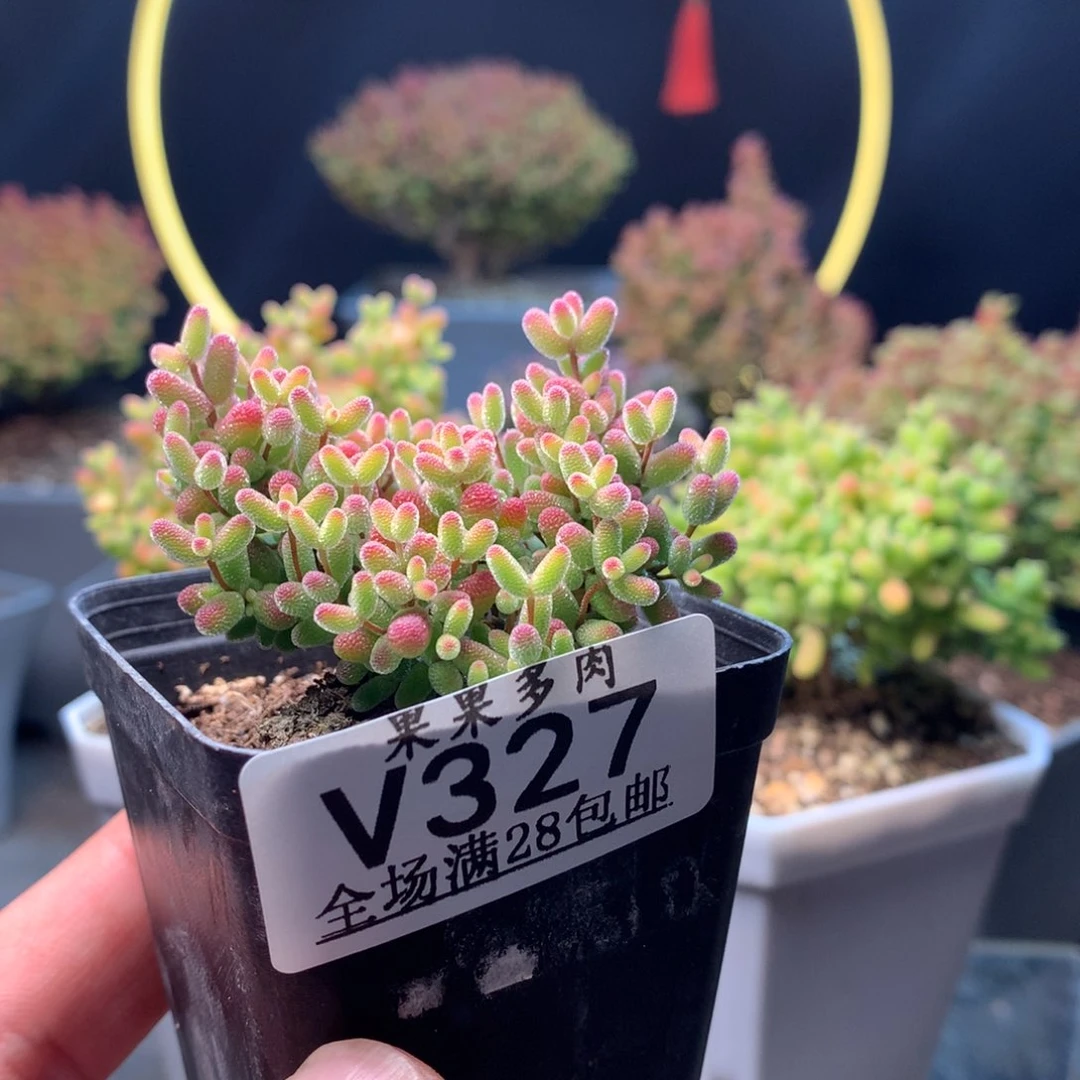 旺***牛327蜜橘。