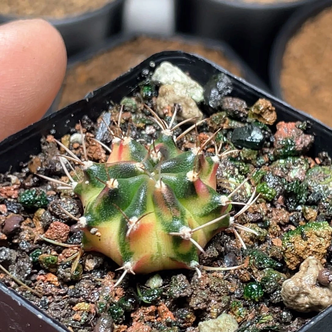 当前无花朵，栽培后可花朵臀锦虎斑锦