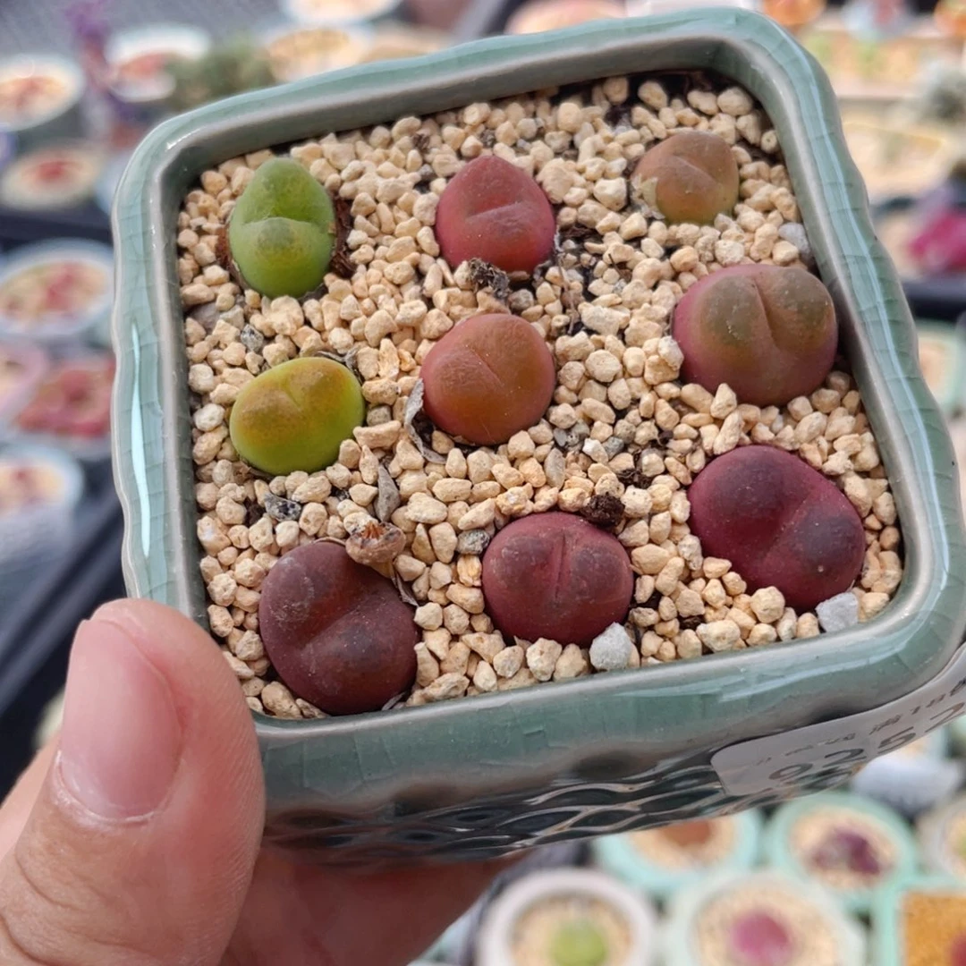 无花朵9252-一物一拍 带盆