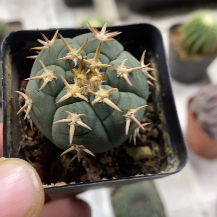 实生猫爪特价福利