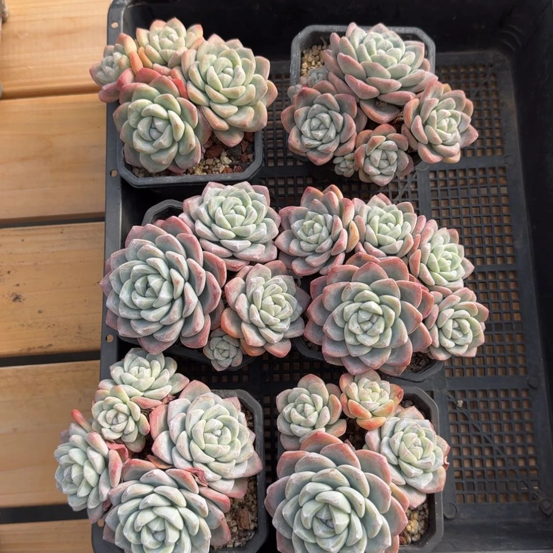 6颗一起一物一拍的