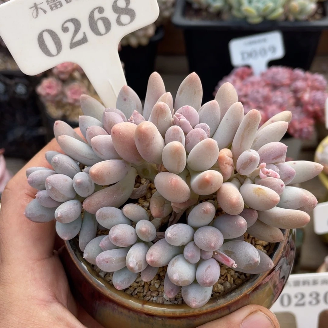 0268星星美人不带盆10厘米