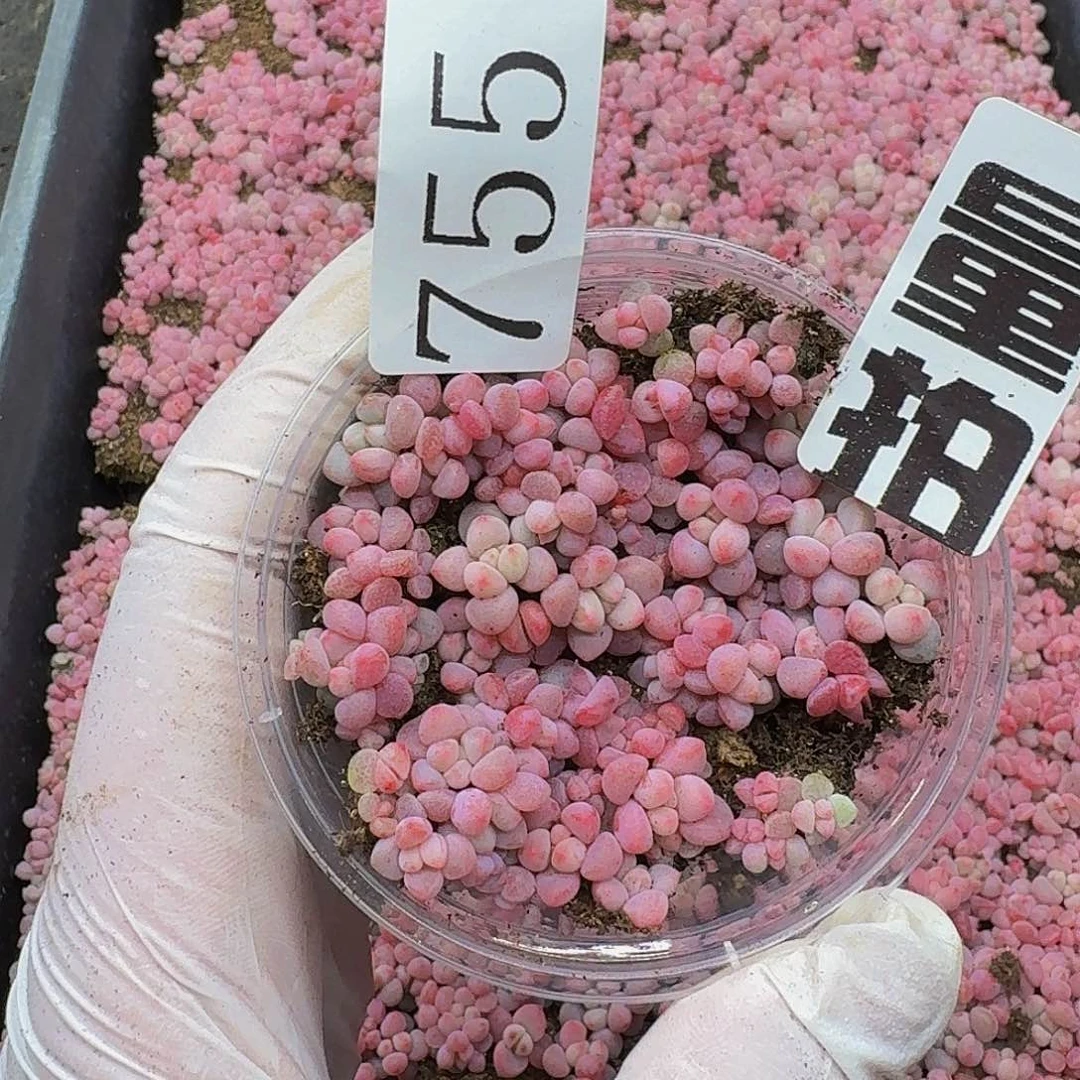 多肉植物多肉植物755量拍