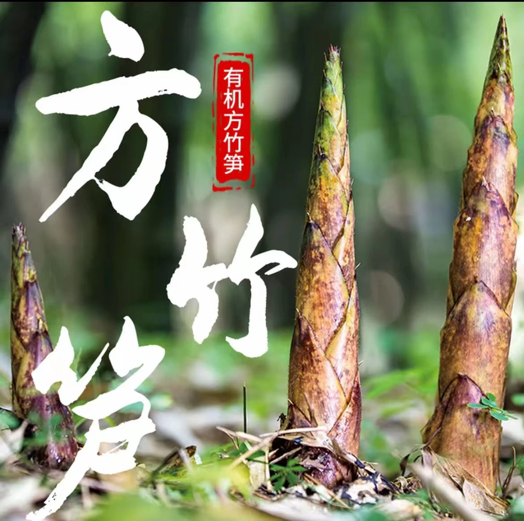 贵州桐梓狮溪2000米海拔上的方竹笋毛壳笋新鲜采摘当天发货