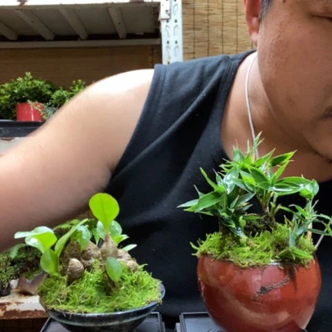 红陶一物一拍所见即所得14