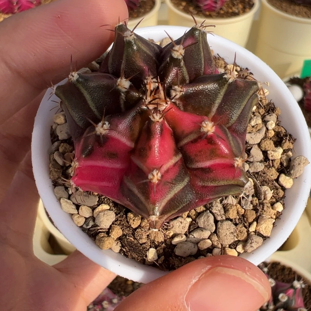 290 好看的米哈冲冲冲