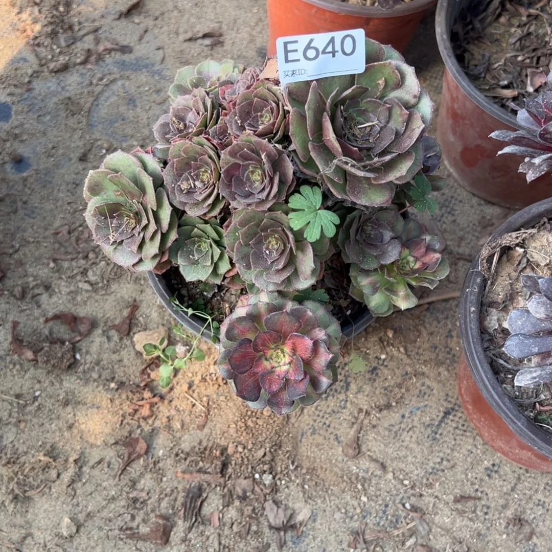 640海王七彩多肉植物