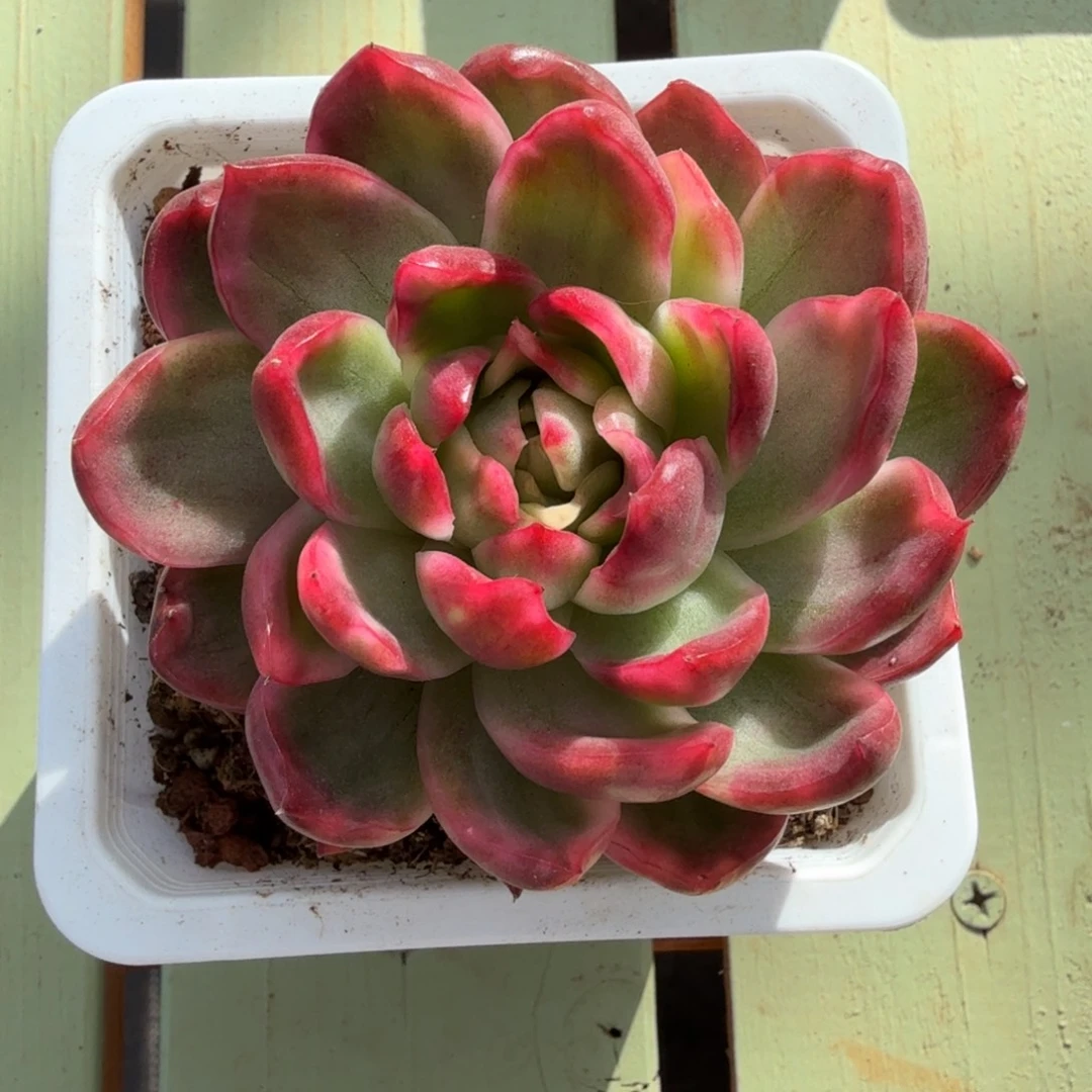 水晶玫瑰锦锦上园艺一物一拍