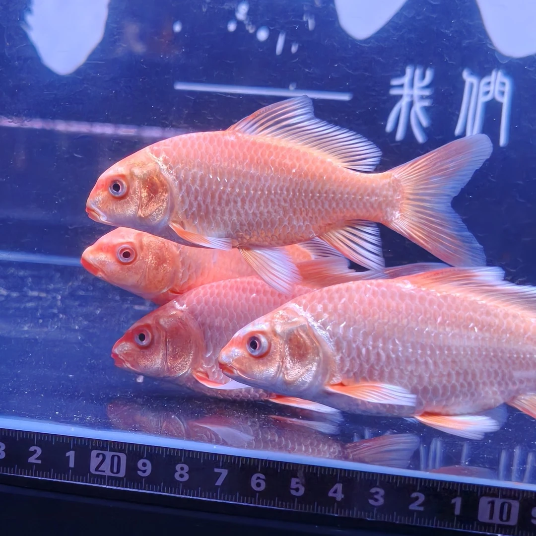 超顶红蝴蝶鲤10公分左右蝴蝶鲤观赏鱼