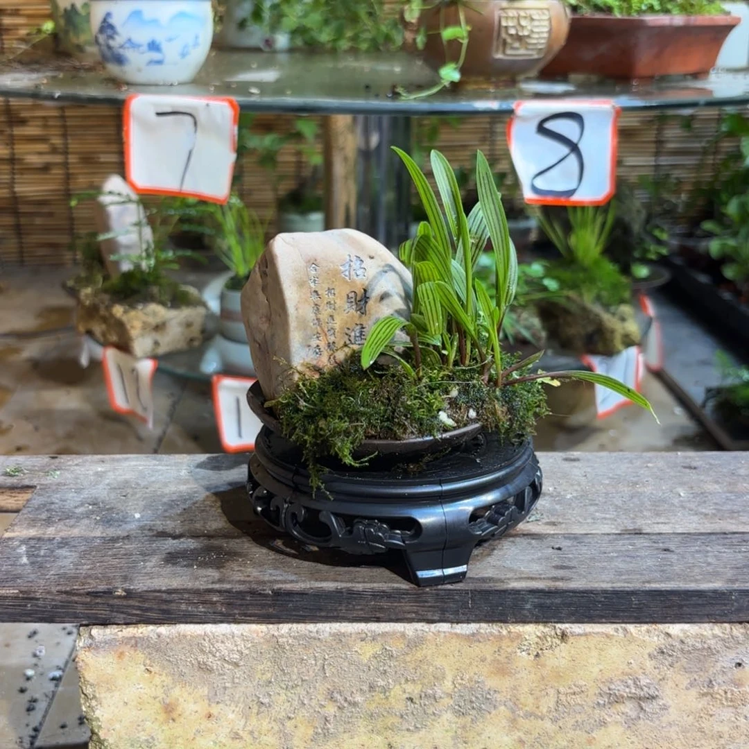 丨***白无花朵退款拉黑一物一拍72