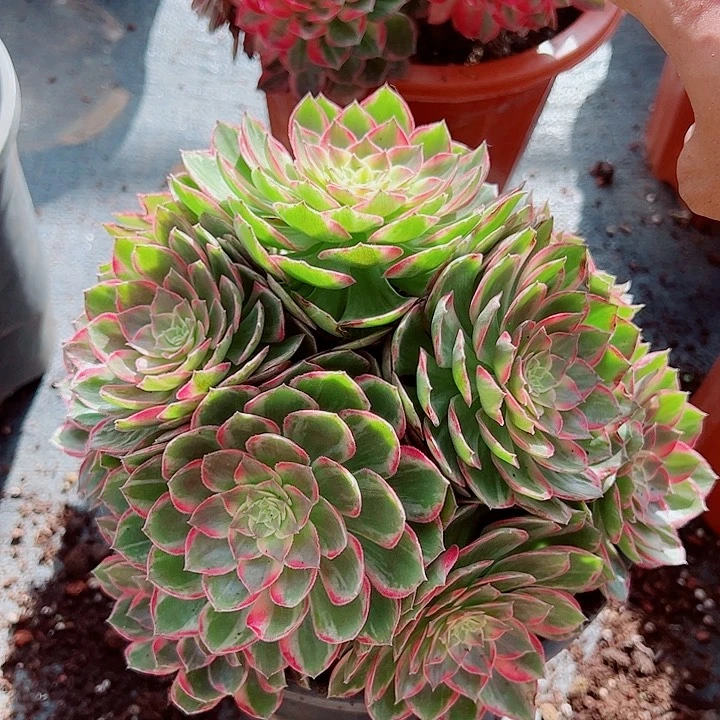 万花筒黑盆多肉植物