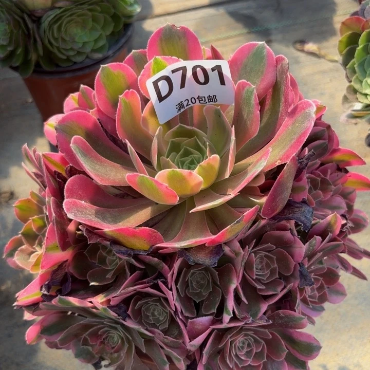 瑞妈多肉植物701