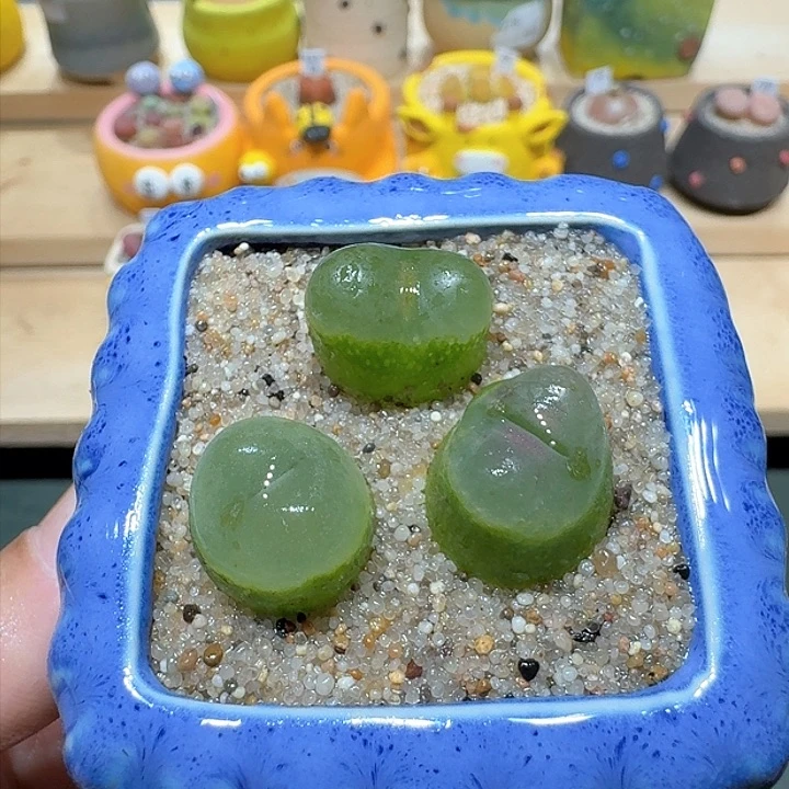 红陶蘑菇810毛汉尼