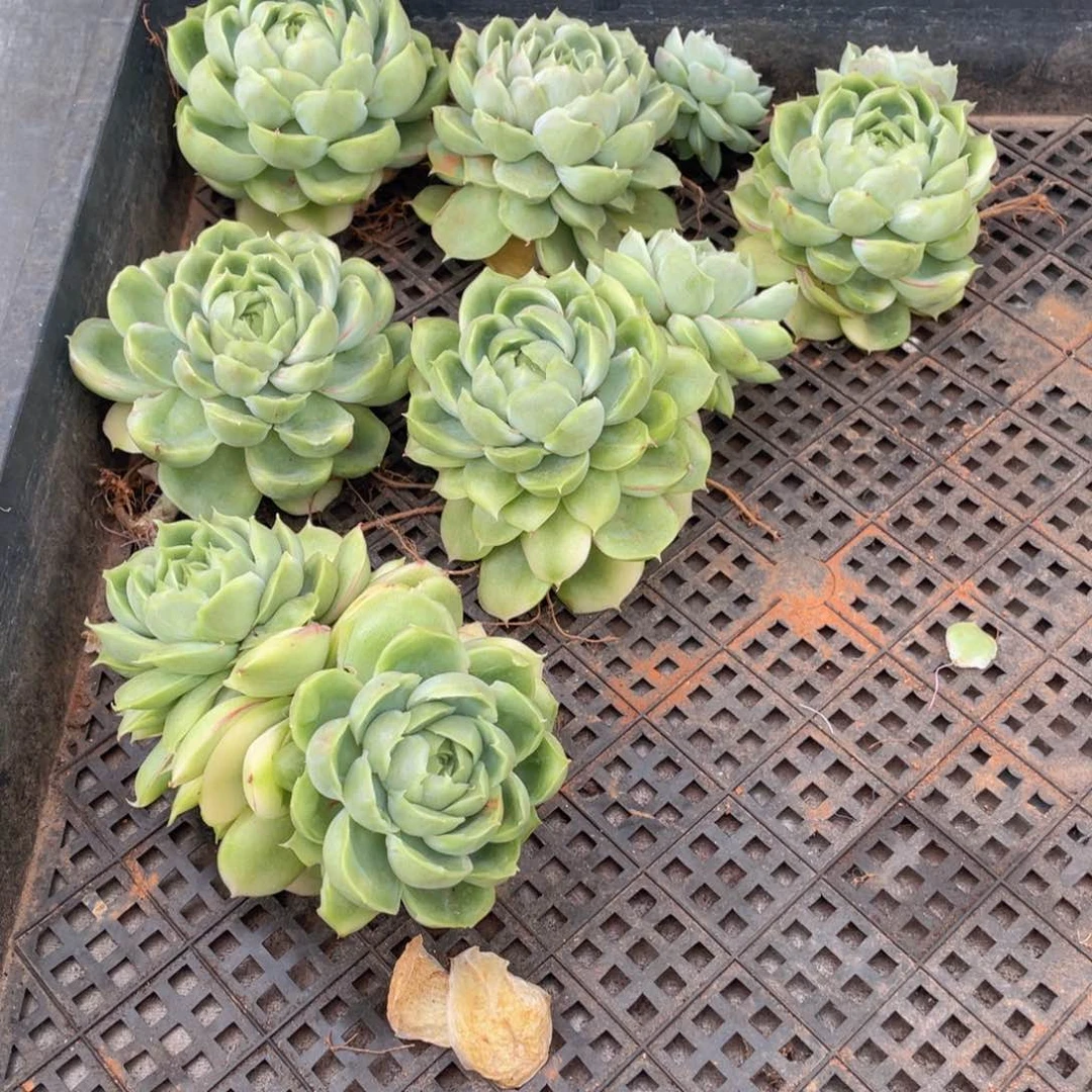 倾*云糖心多肉植物538