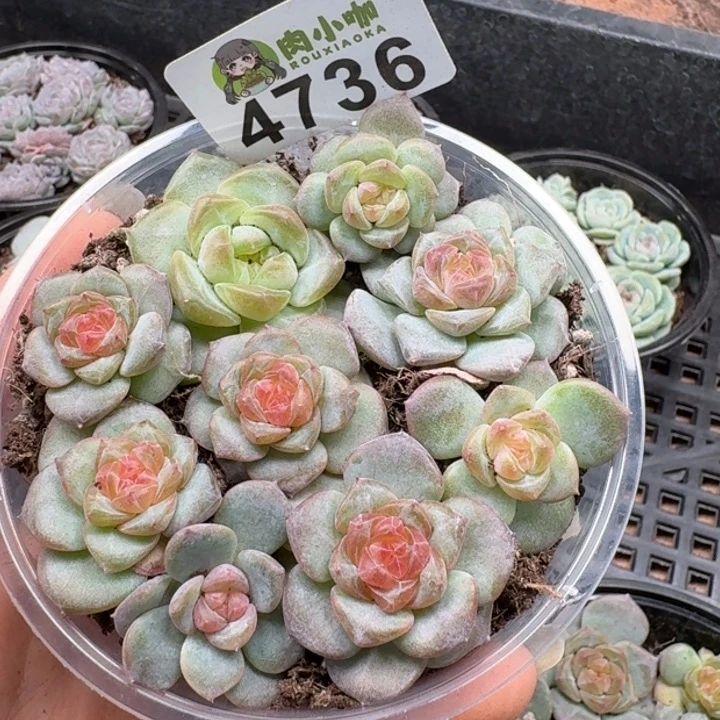 多肉植物多肉植物