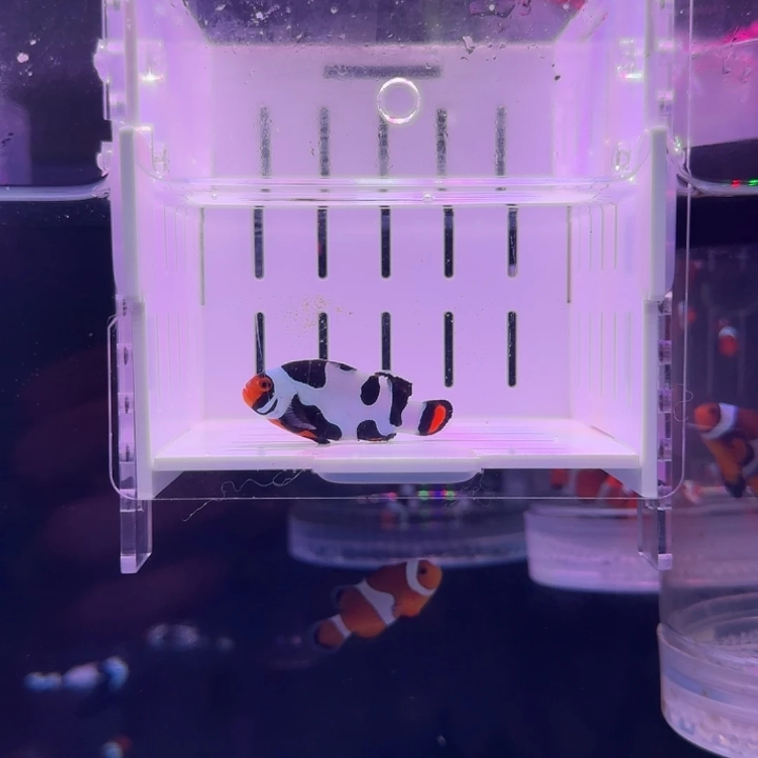 海水鱼黑卡小丑鱼