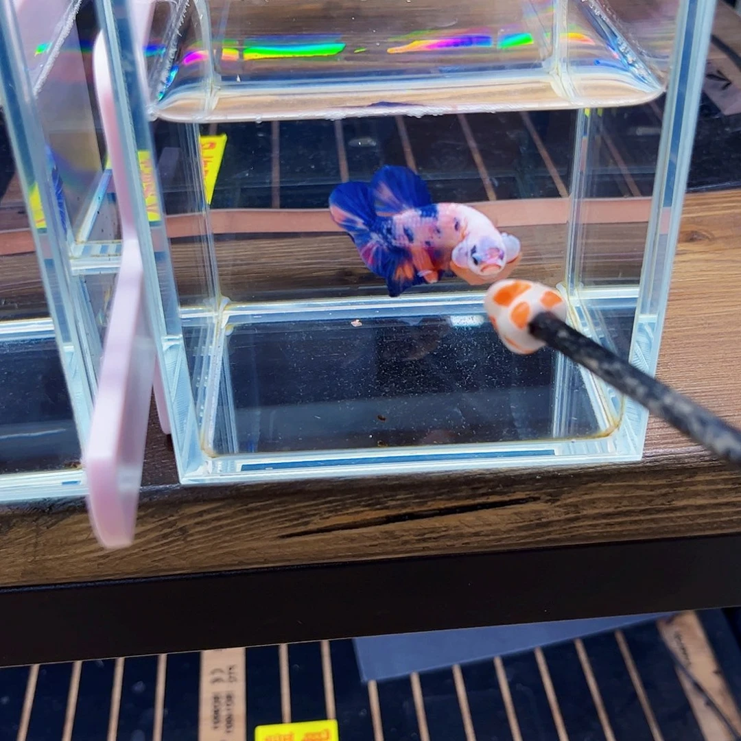 爱***里海水宙斯斗鱼竞拍09-08
