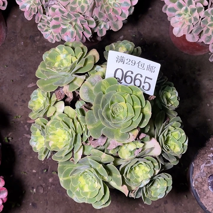 665五彩琉璃多肉植物