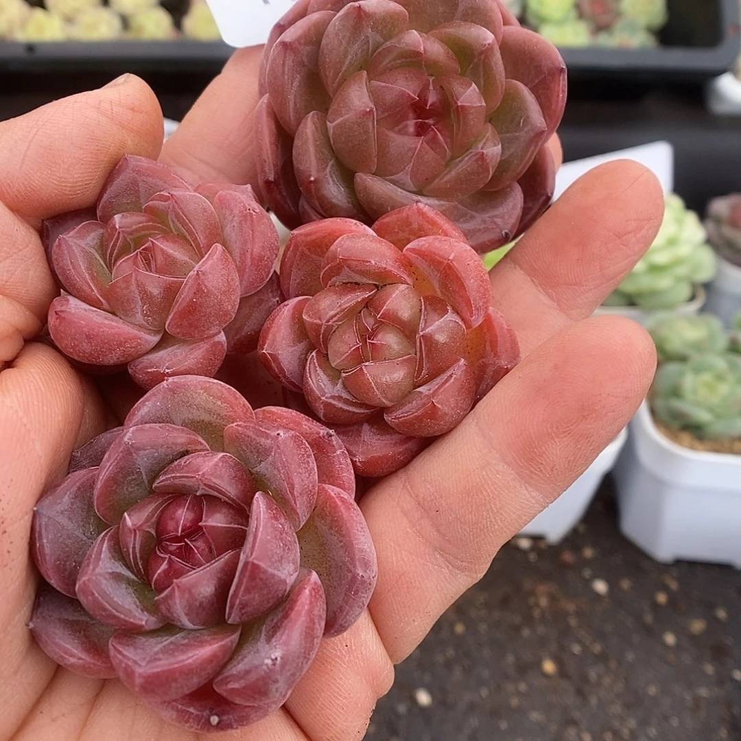 一物一拍一物一拍925-174