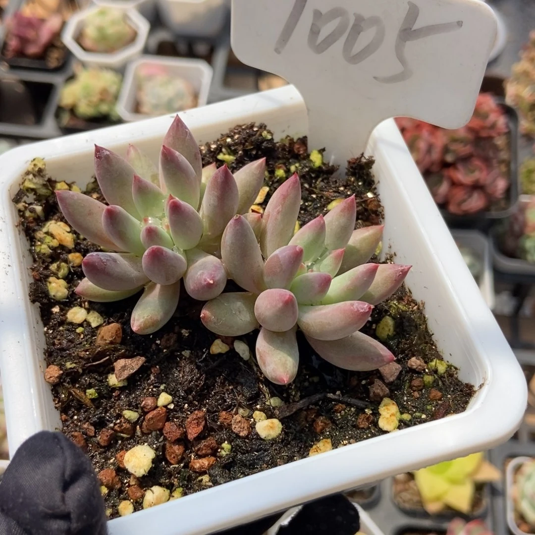 1005虞美人多肉植物保护