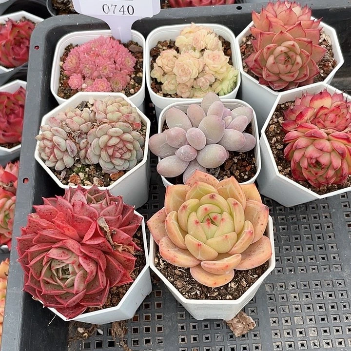 薇薇安园艺多肉0740