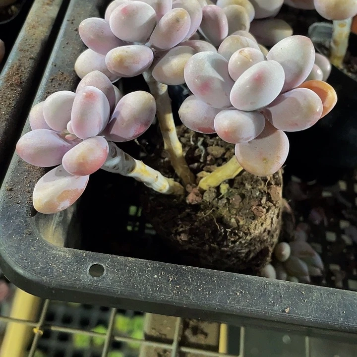 三头老庄桃蛋带盆