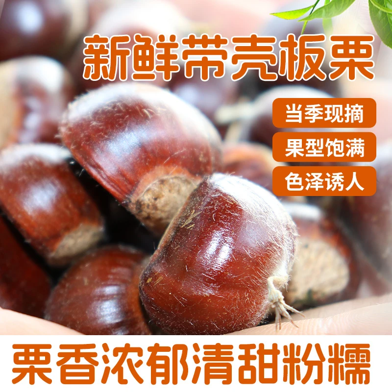【栾栾专属】大大新鲜现摘高山板栗清脆甘甜鲜香生栗子